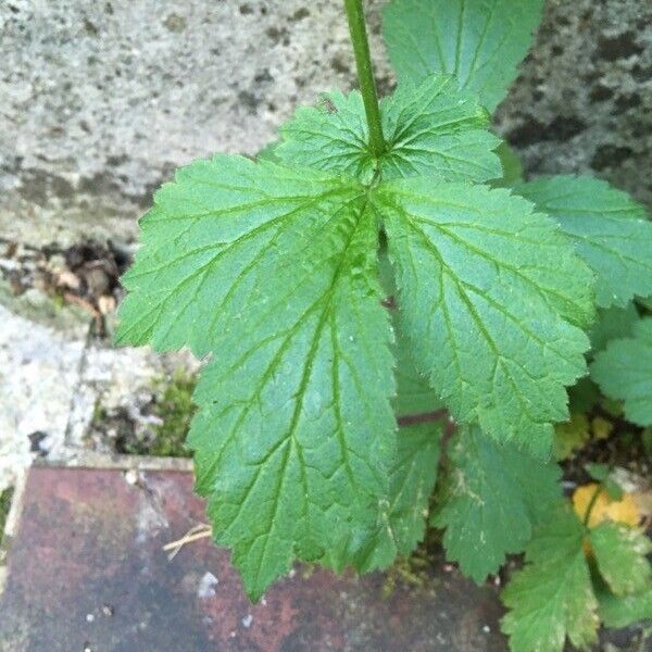 Geum urbanum Levél