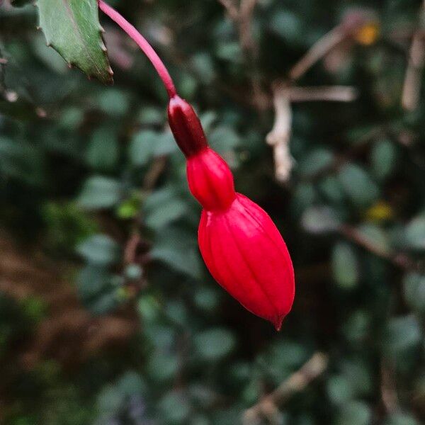 Fuchsia magellanica Fiore