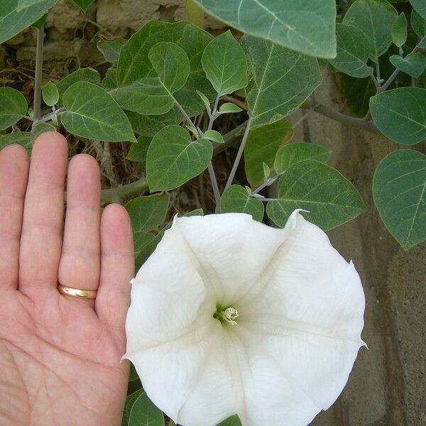 Datura wrightii Blomma