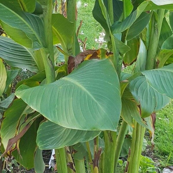 Canna indica Feuille