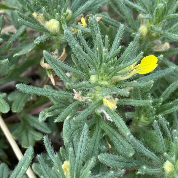 Ajuga chamaepitys পাতা