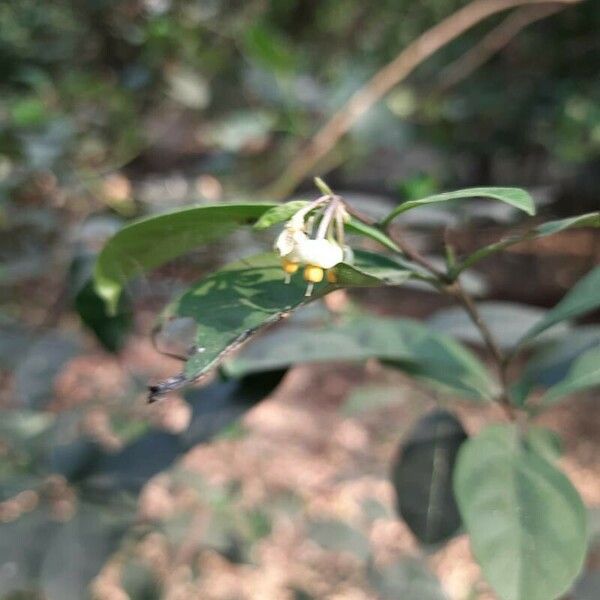Solanum diphyllum 花