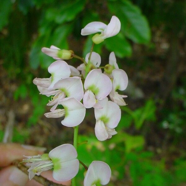 Derris trifoliata Blomma