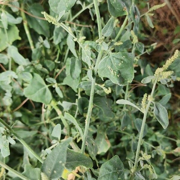 Chenopodium vulvaria Other