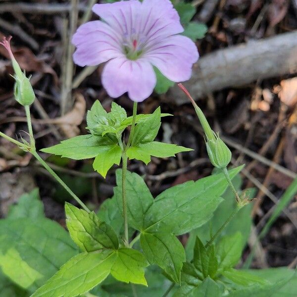 Geranium nodosum Fruit