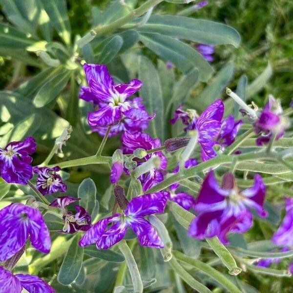 Matthiola incana Blomst