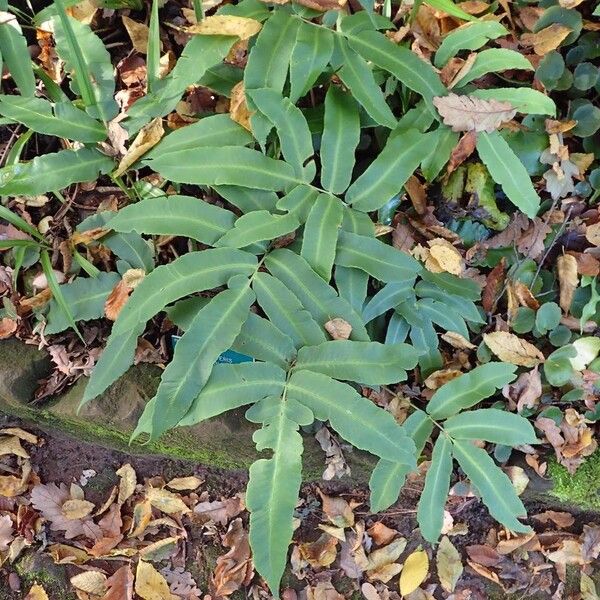 Dryopteris sieboldii