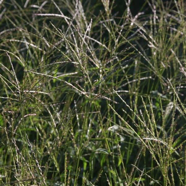 Digitaria ciliaris Flower