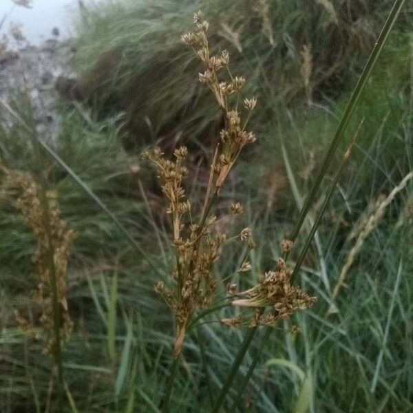 Juncus maritimus Fiore