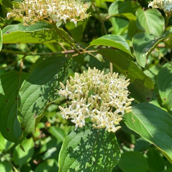 Cornus amomum Flor