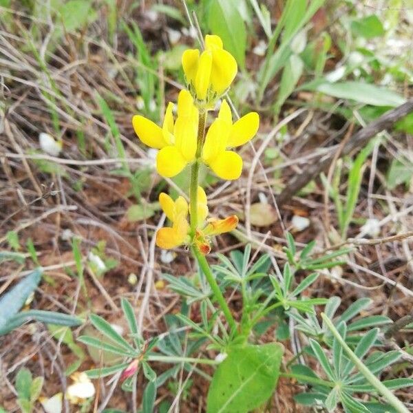 Lupinus luteus Bloem