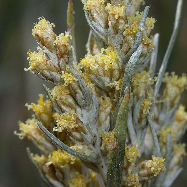 Artemisia cana Kvet