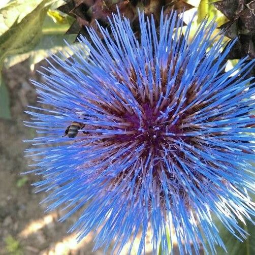 Cynara cardunculus फूल