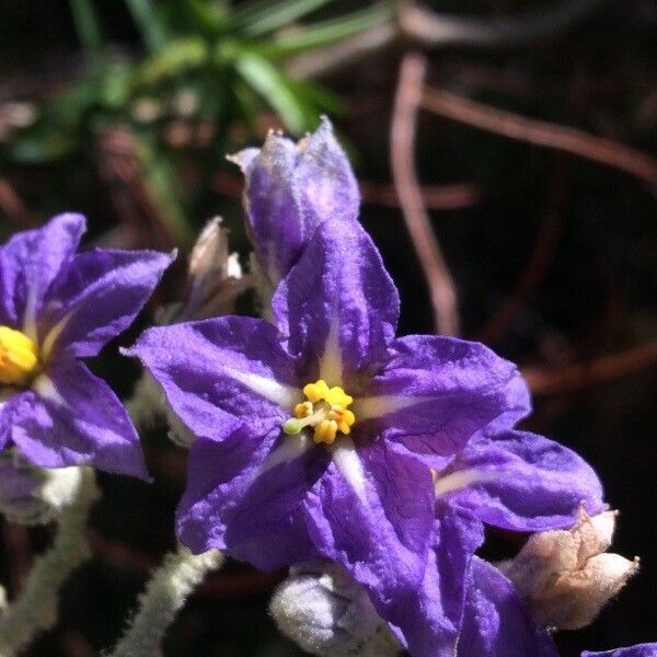 Solanum mauritianum Flor