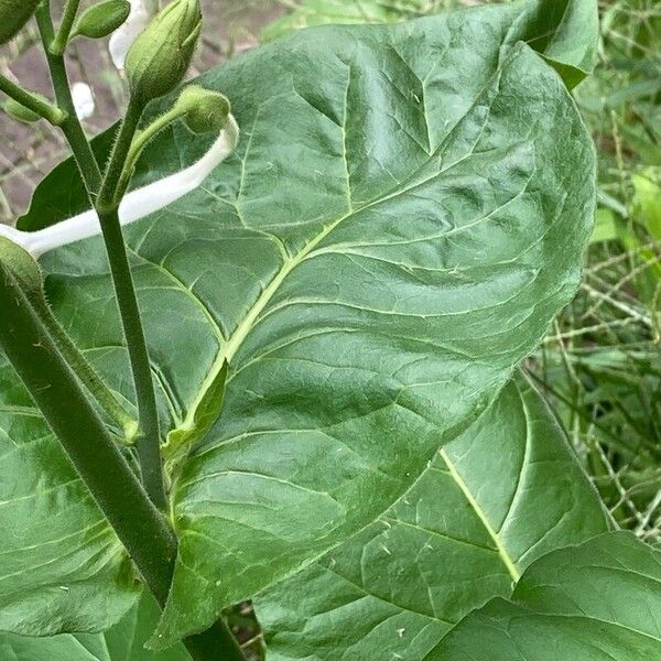 Nicotiana sylvestris Blad