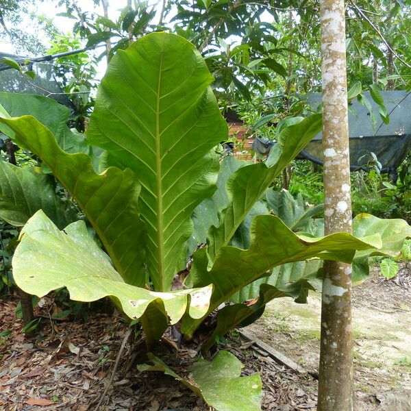 Anthurium bonplandii 叶