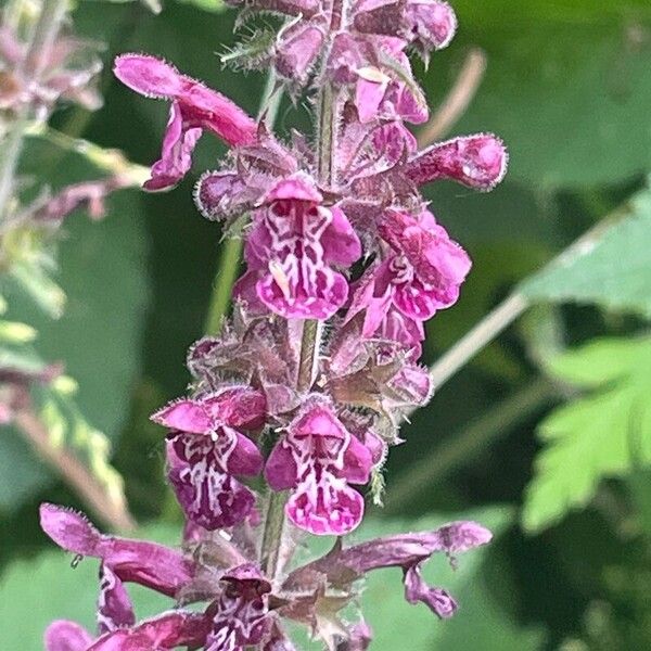 Stachys sylvatica Blüte