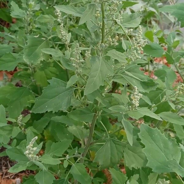 Chenopodium album Lapas