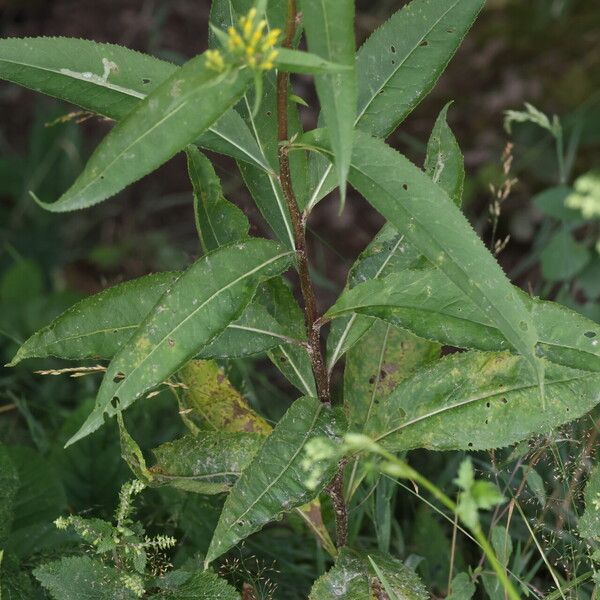 Senecio ovatus Lehti