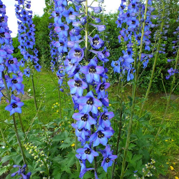 Delphinium elatum Flower