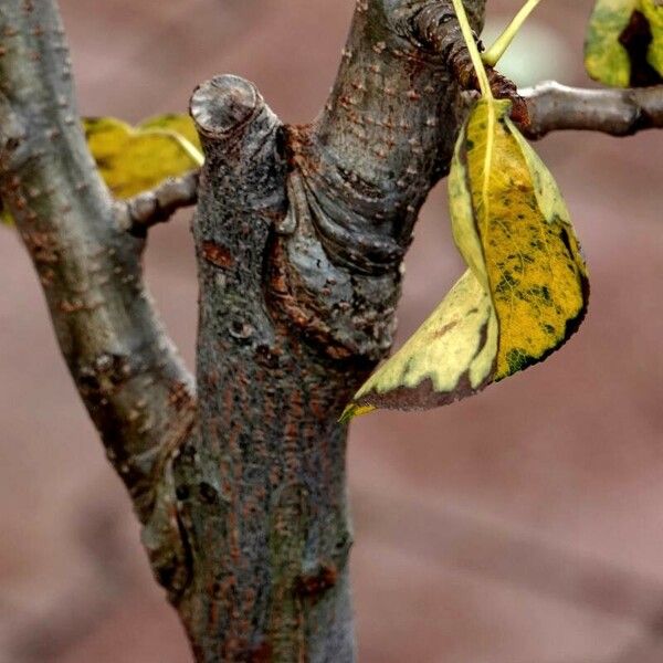 Pyrus spinosa Casca