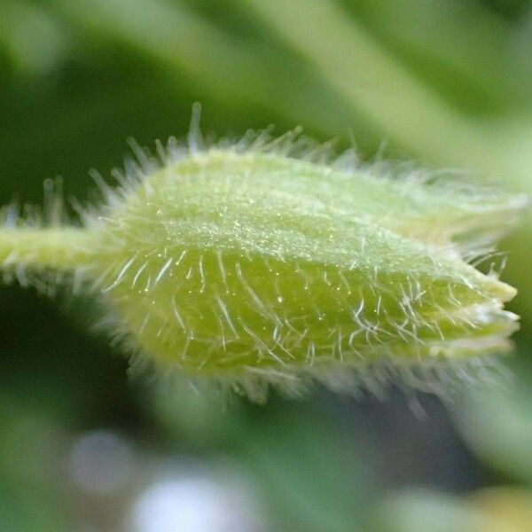 Cerastium pedunculatum Fruto