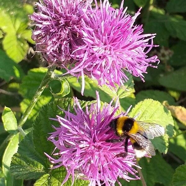 Centaurea scabiosa फूल