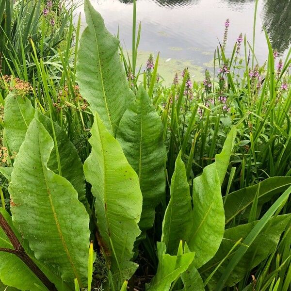 Rumex hydrolapathum पत्ता