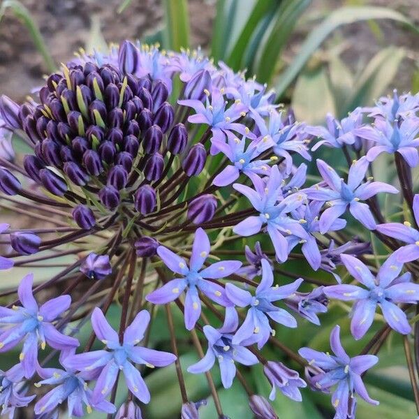 Scilla peruviana Flower