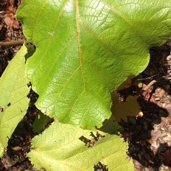 Coccoloba pubescens Hostoa