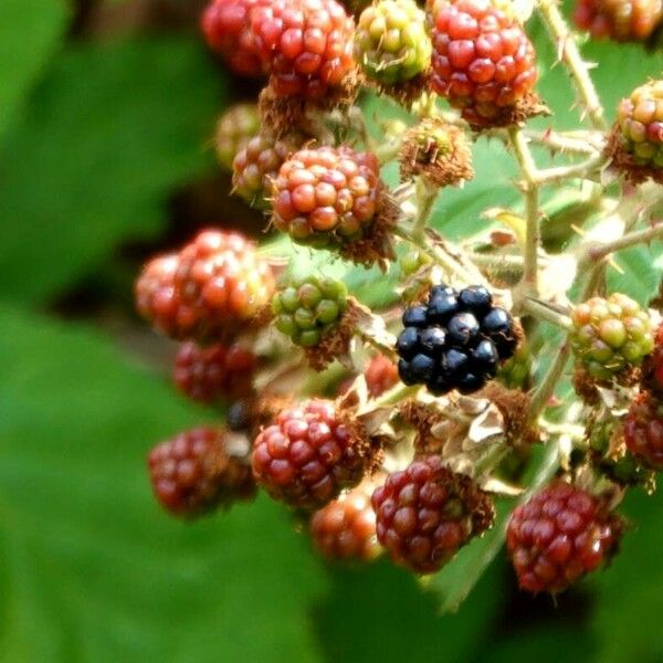 Rubus fruticosus Frucht