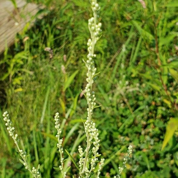 Chenopodium pratericola Flower