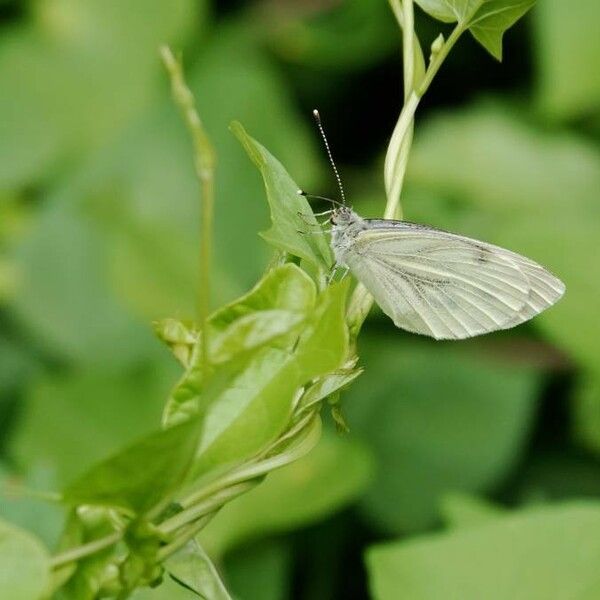 Asystasia gangetica Blad