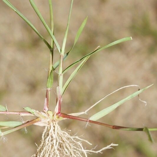 Eragrostis pilosa Vili