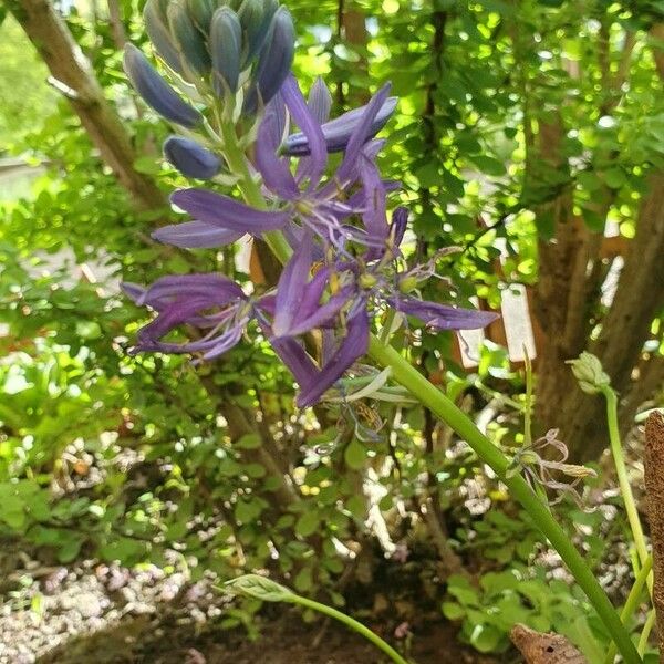 Camassia quamash Çiçek