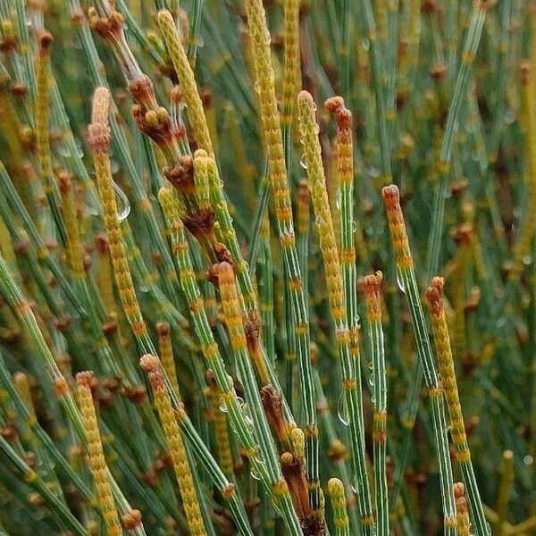 Allocasuarina distyla Leaf