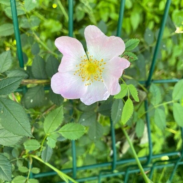 Rosa micrantha Květ