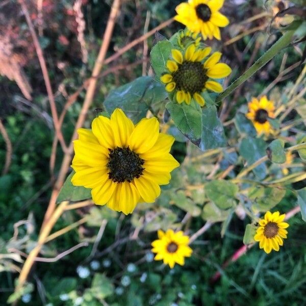 Helianthus debilis Květ