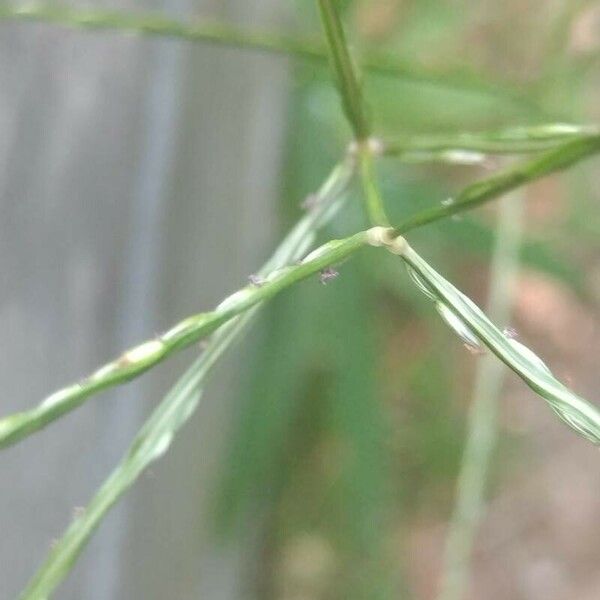 Digitaria sanguinalis Žiedas