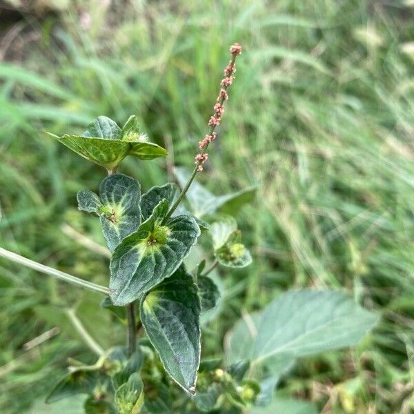 Acalypha australis Kwiat