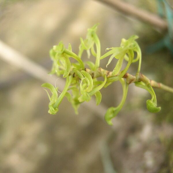 Angraecopsis parviflora Flors