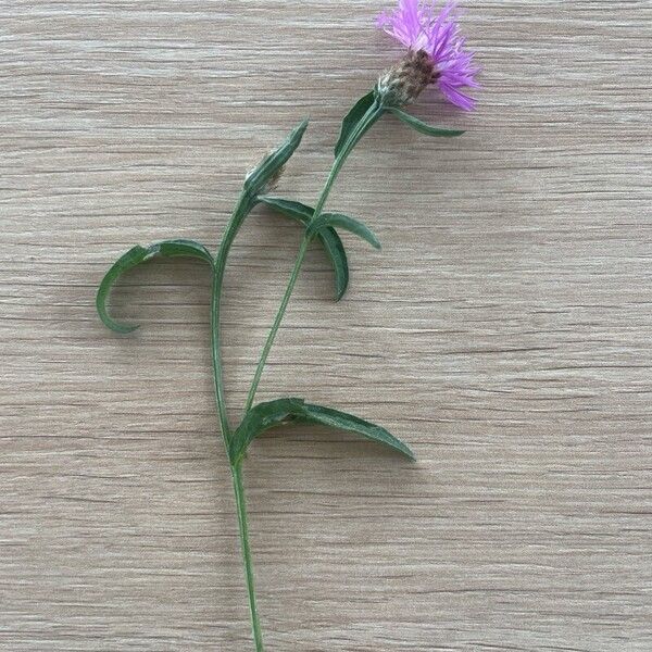 Centaurea jacea Blomma