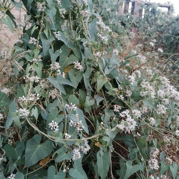 Cynanchum acutum Blüte