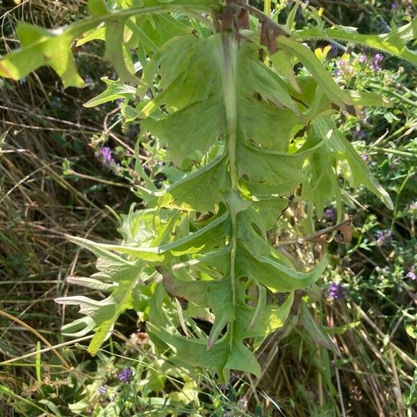 Cichorium endivia Blad