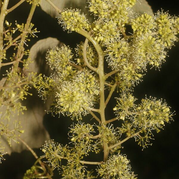 Vitis tiliifolia Virág