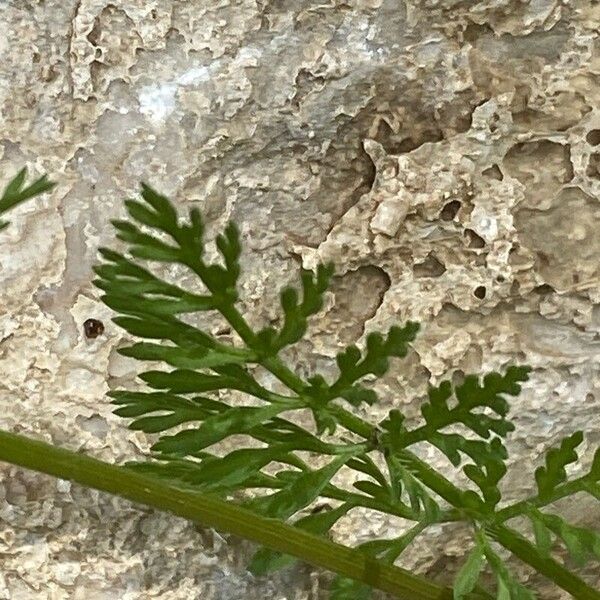 Caucalis platycarpos Leaf