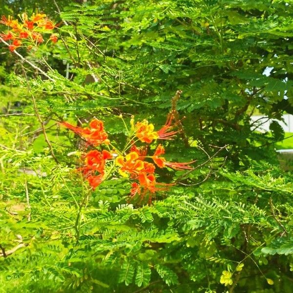 Caesalpinia pulcherrima Flower