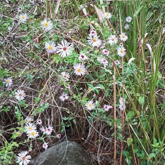 Ampelaster carolinianus 花