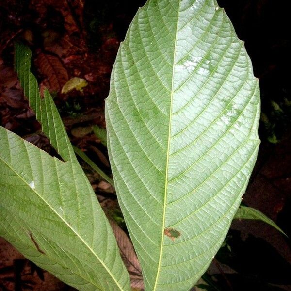 Paullinia bracteosa Leht