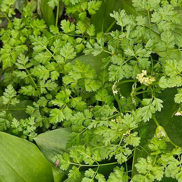 Anthriscus cerefolium পাতা